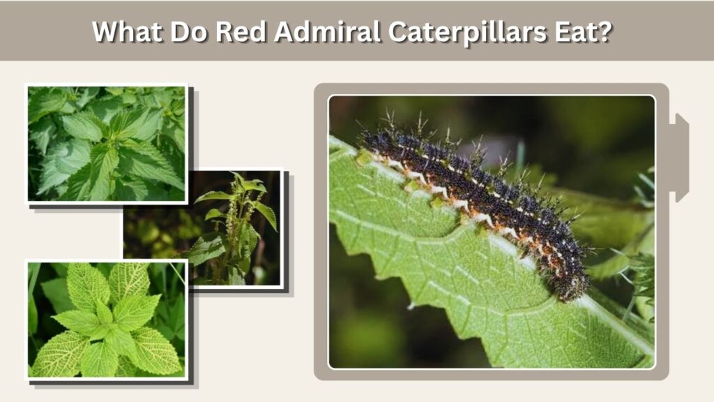 What Do Red Admiral Caterpillars Eat?