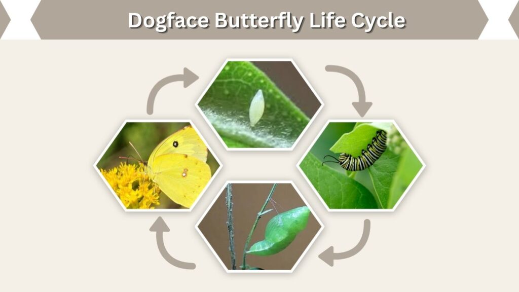 Dogface Butterfly Life Cycle