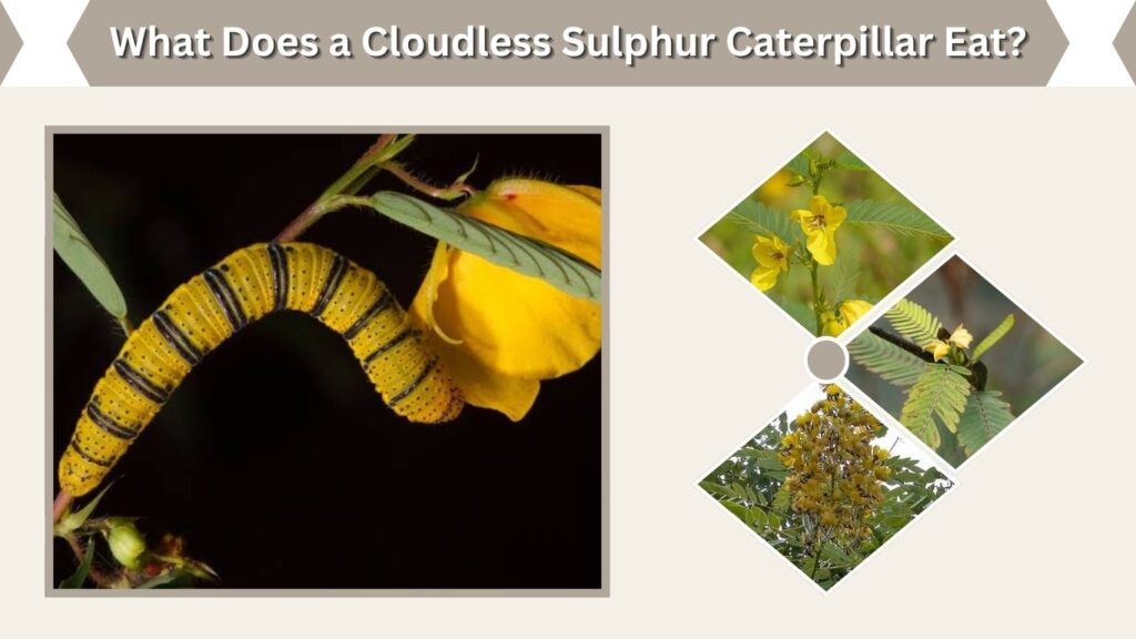 What Does a Cloudless Sulphur Caterpillar Eat?