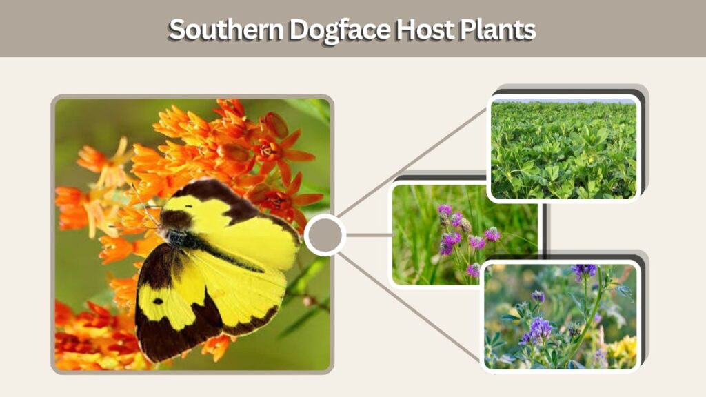 Southern Dogface Host Plants