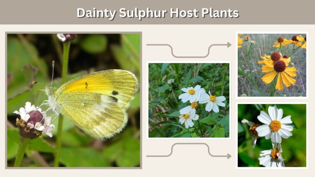 Dainty Sulphur Host Plants