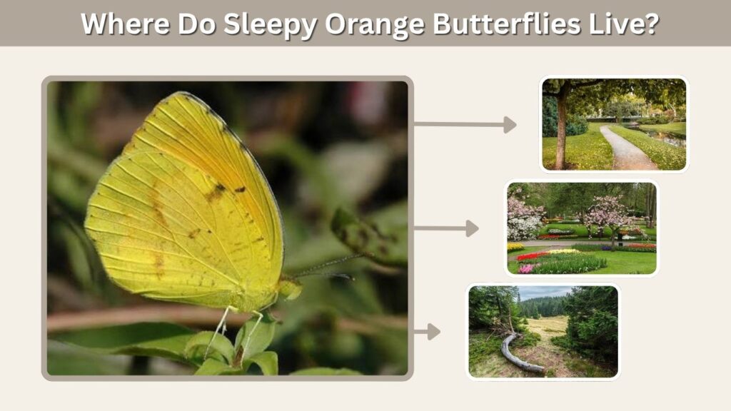 Where Do Sleepy Orange Butterflies Live?