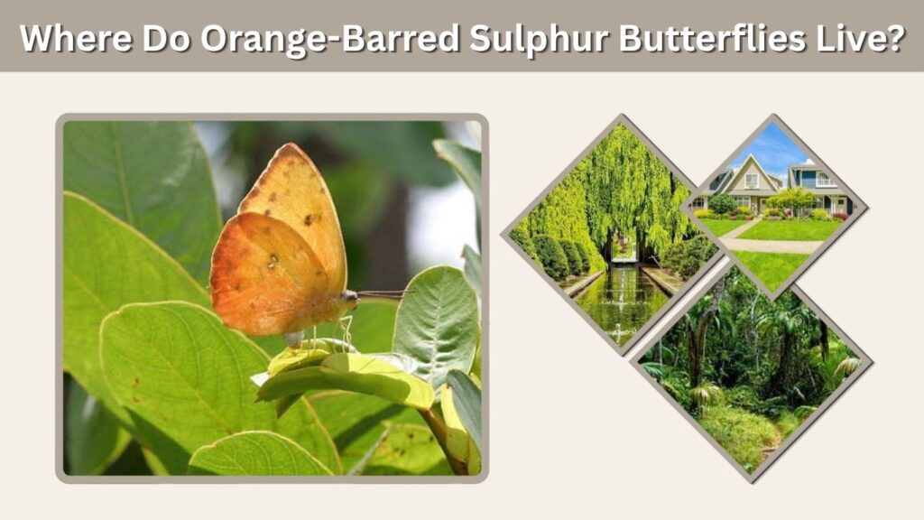 Where Do Orange-Barred Sulphur Butterflies Live?