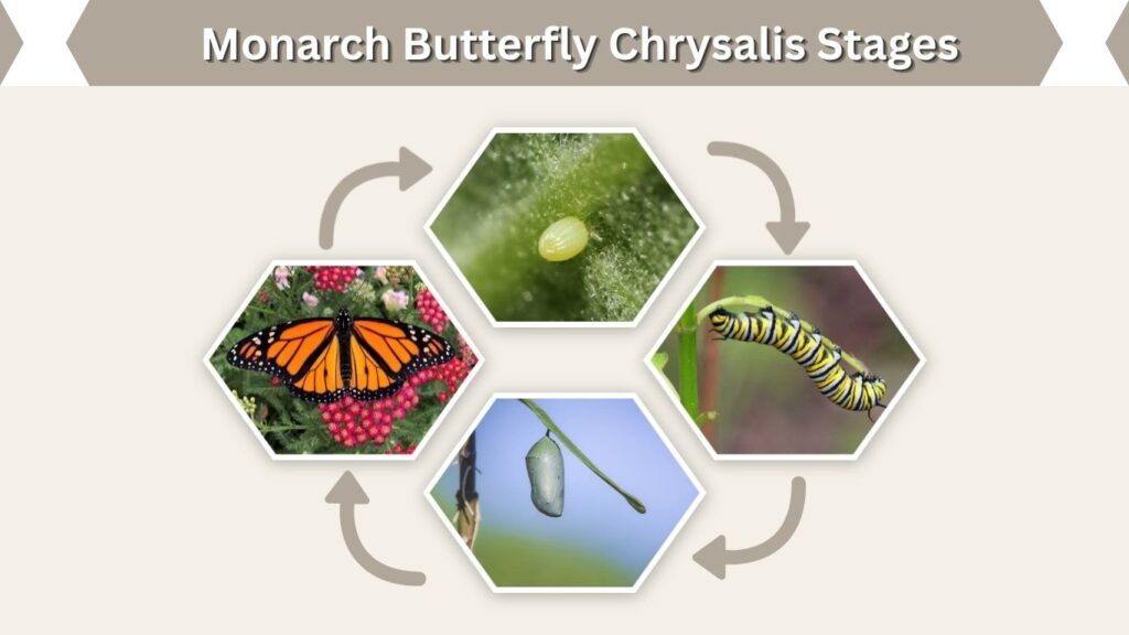 Monarch Butterfly Chrysalis Stages
