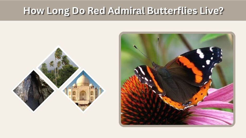 How Long Do Red Admiral Butterflies Live?