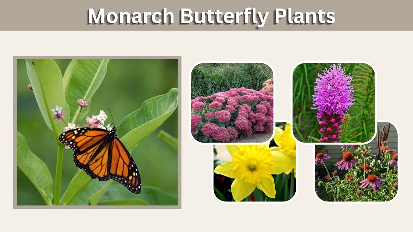Monarch Butterfly Plants: Best Host and Nectar Plants