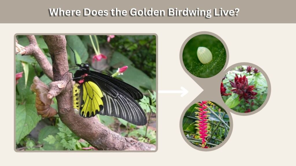 Where Does the Golden Birdwing Live?