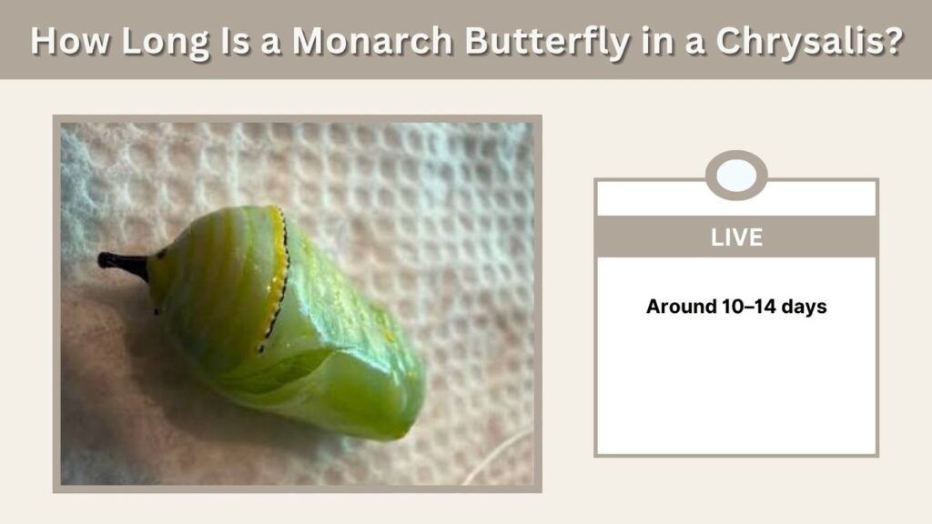 How Long Is a Monarch Butterfly in a Chrysalis?