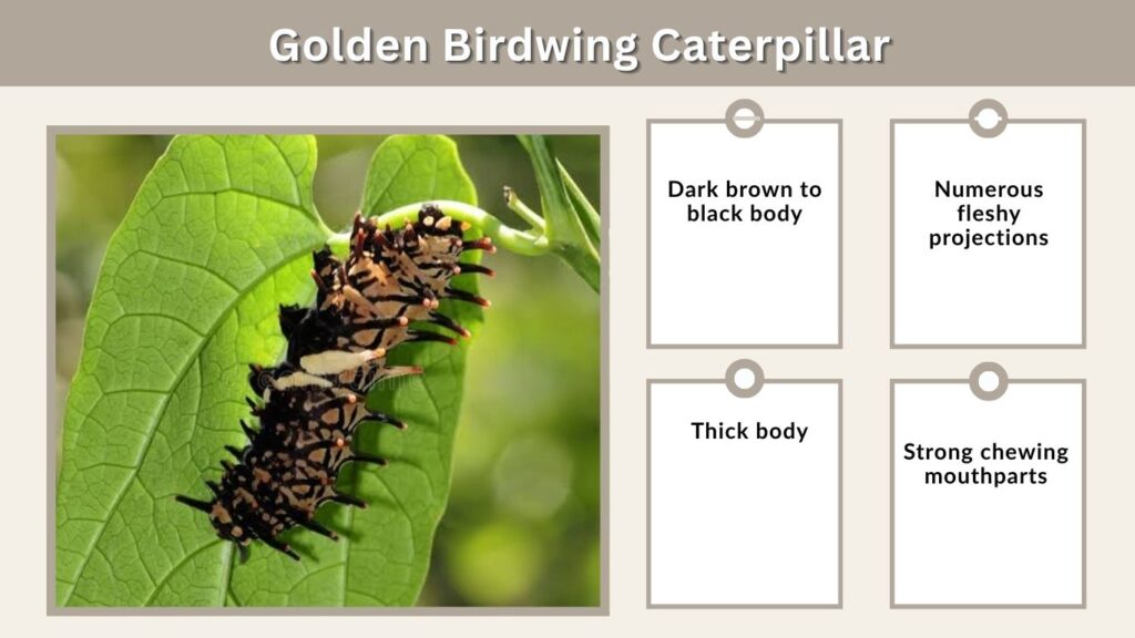 Golden Birdwing Caterpillar