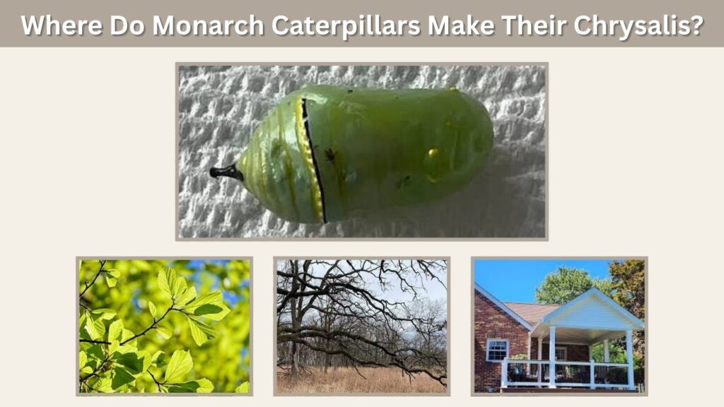 Where Do Monarch Caterpillars Make Their Chrysalis?