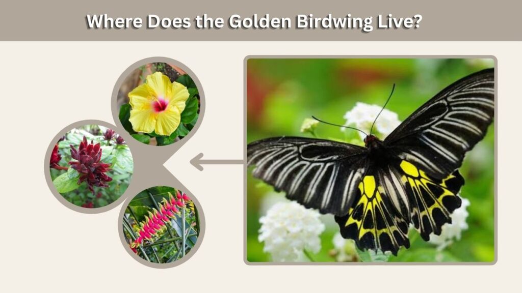 What Do Golden Birdwing Butterflies Eat?
