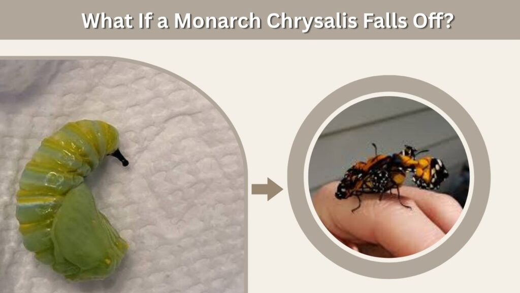 What If a Monarch Chrysalis Falls Off?