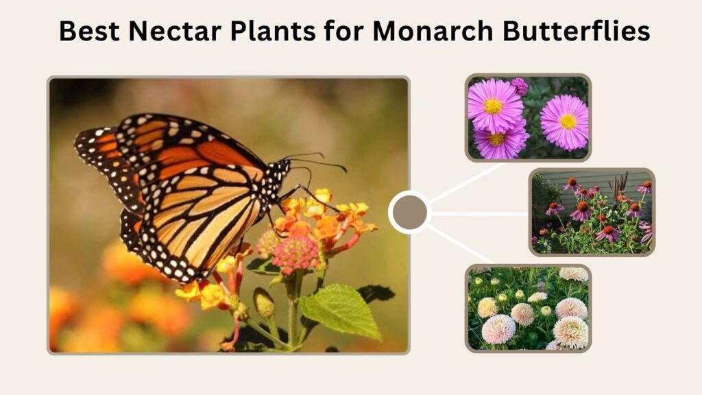 Best Nectar Plants for Monarch Butterflies
