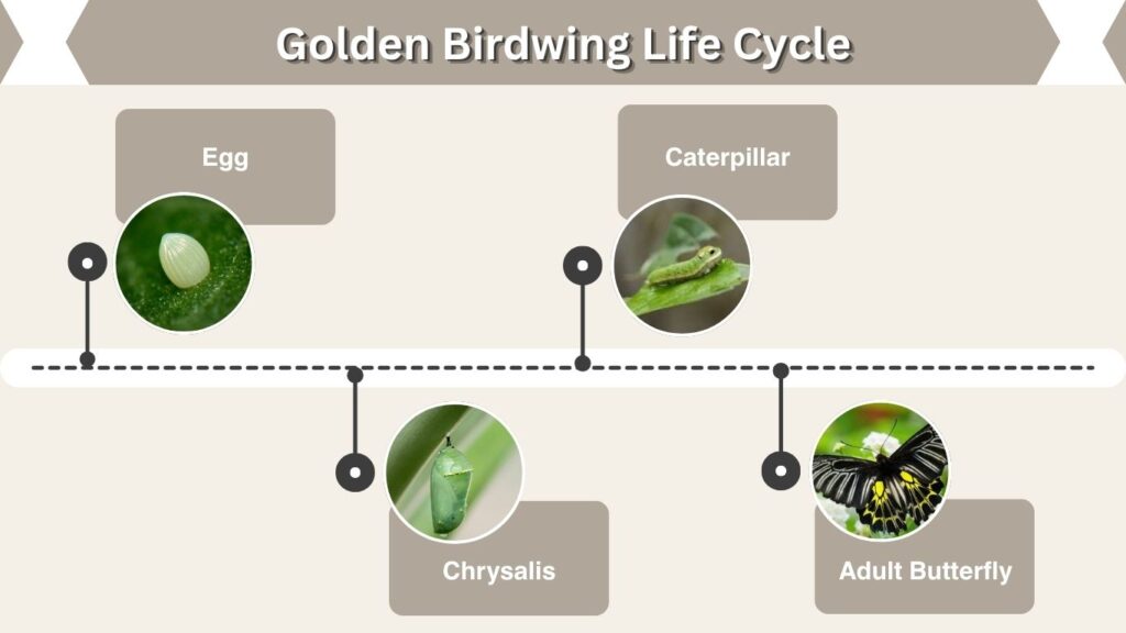 Golden Birdwing Life Cycle