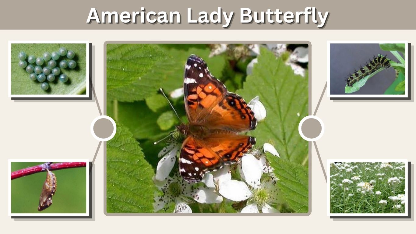 American Lady Butterfly: Identification, Caterpillar, Host Plants & Facts