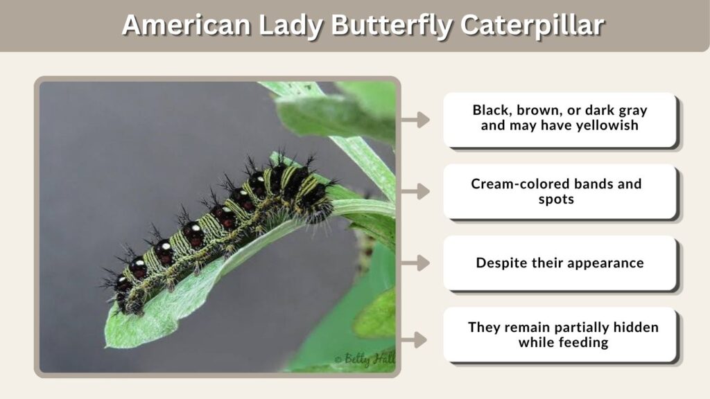 American Lady Butterfly Caterpillar
