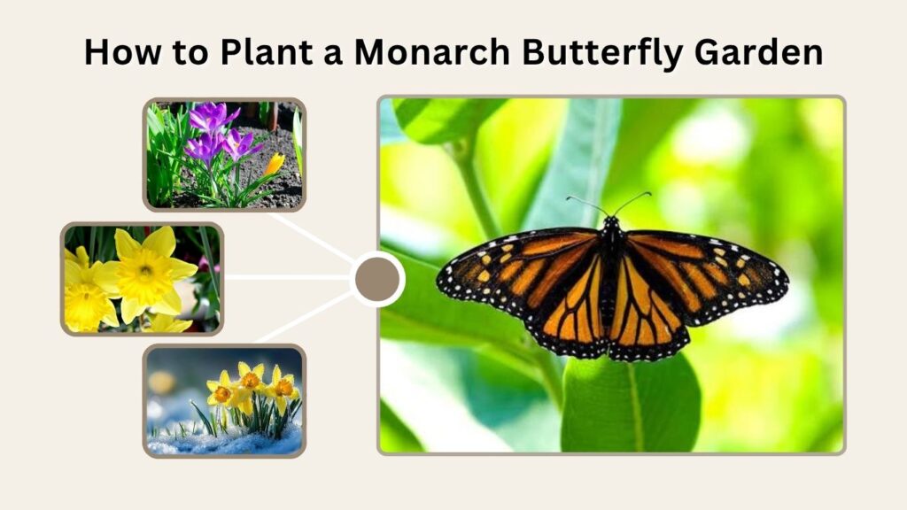How to Plant a Monarch Butterfly Garden