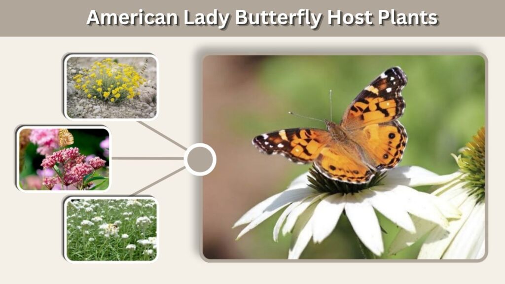 American Lady Butterfly Host Plants