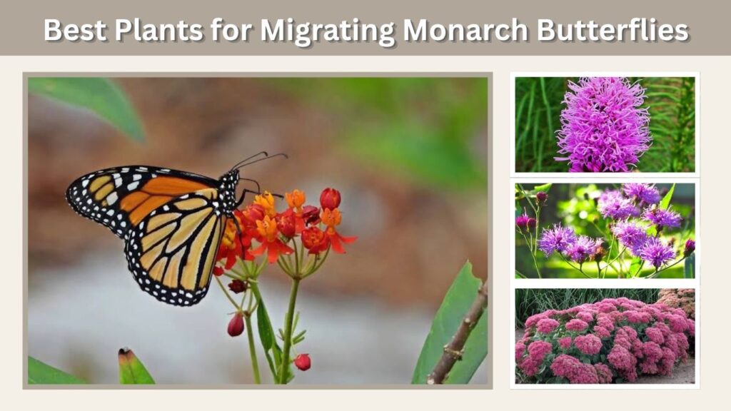 Best Plants for Migrating Monarch Butterflies
