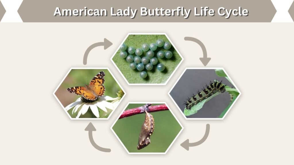 American Lady Butterfly Life Cycle