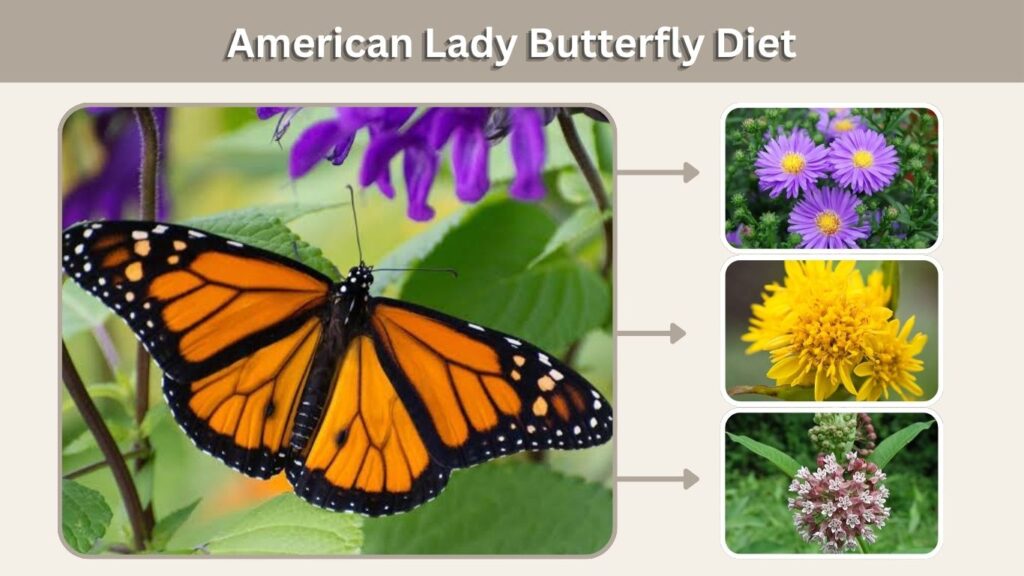 American Lady Butterfly Diet