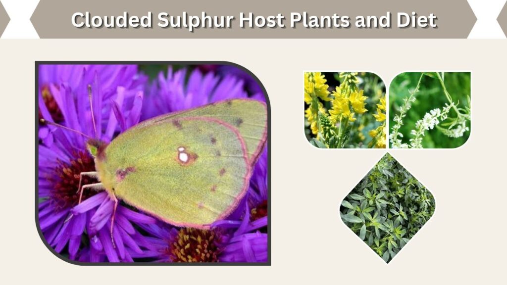 Clouded Sulphur Host Plants and Diet