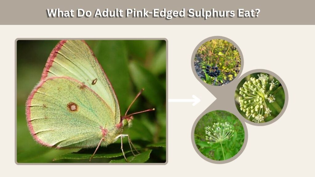 What Do Adult Pink-Edged Sulphurs Eat?