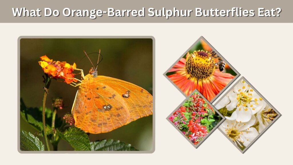 What Do Orange-Barred Sulphur Butterflies Eat?