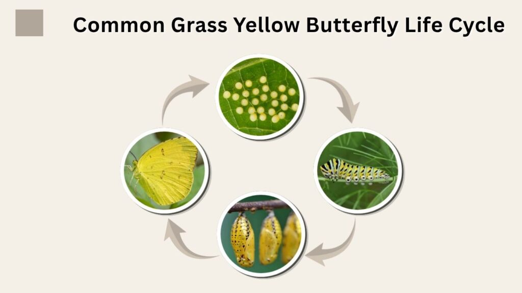 Common Grass Yellow Butterfly Life Cycle
