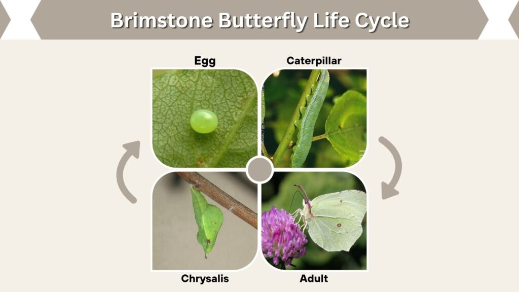 Brimstone Butterfly Life Cycle