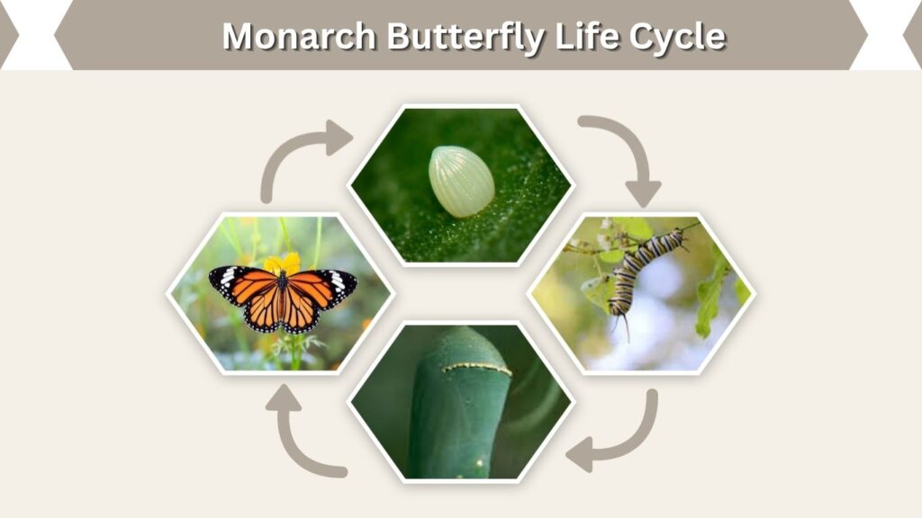 Monarch Butterfly Life Cycle
