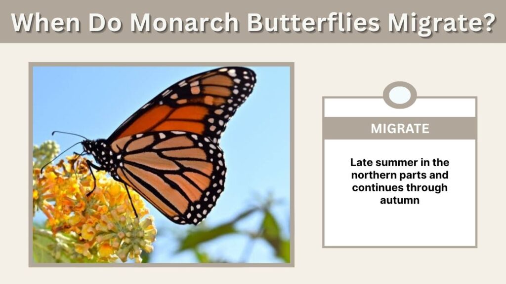 When Do Monarch Butterflies Migrate?