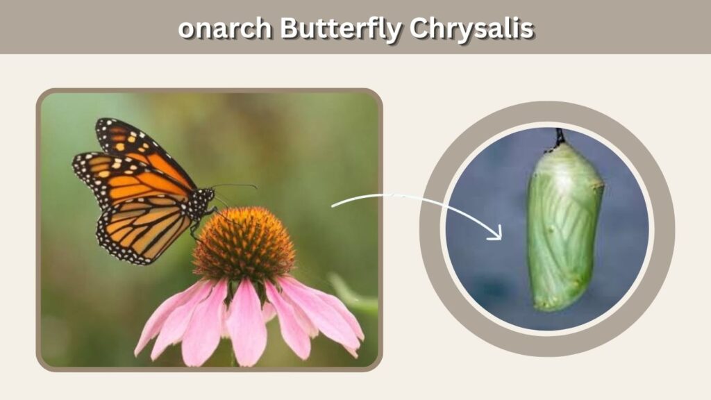 Stage 3: Monarch Butterfly Chrysalis