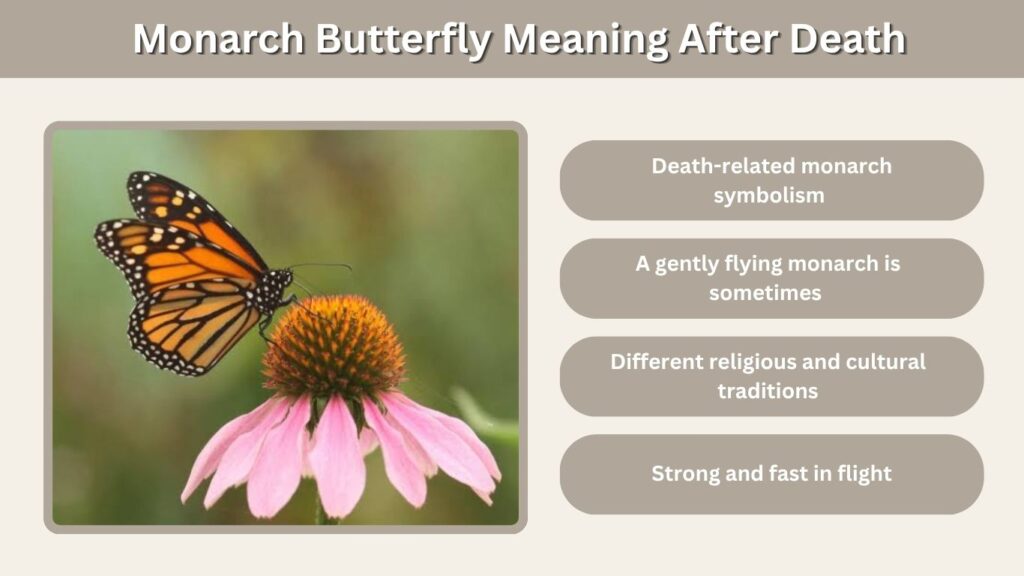 Monarch Butterfly Meaning After Death