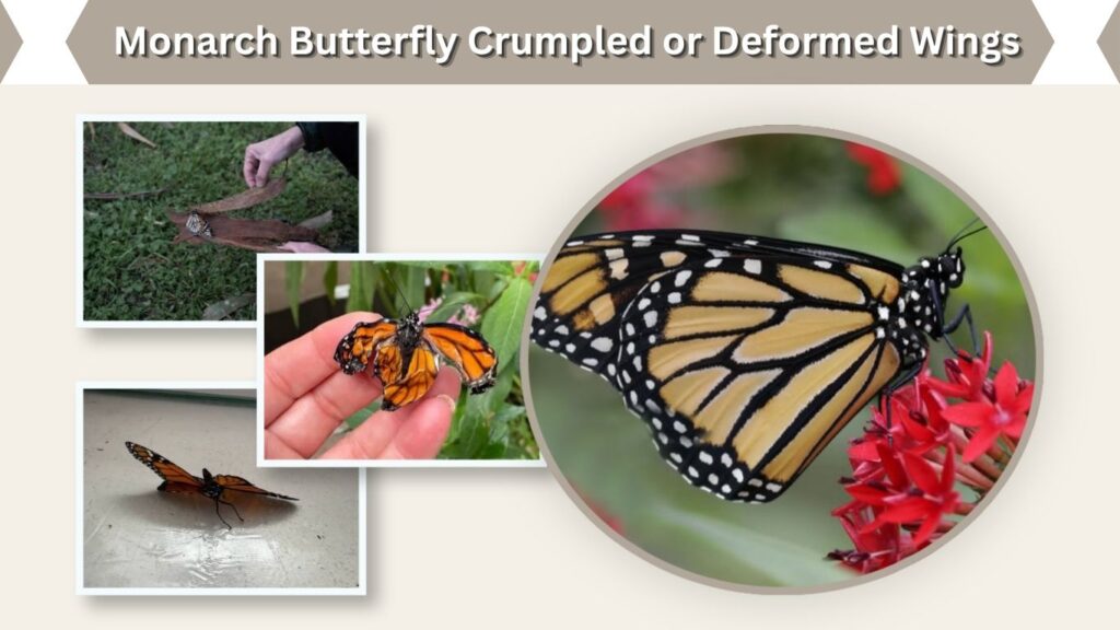 Monarch Butterfly Crumpled or Deformed Wings