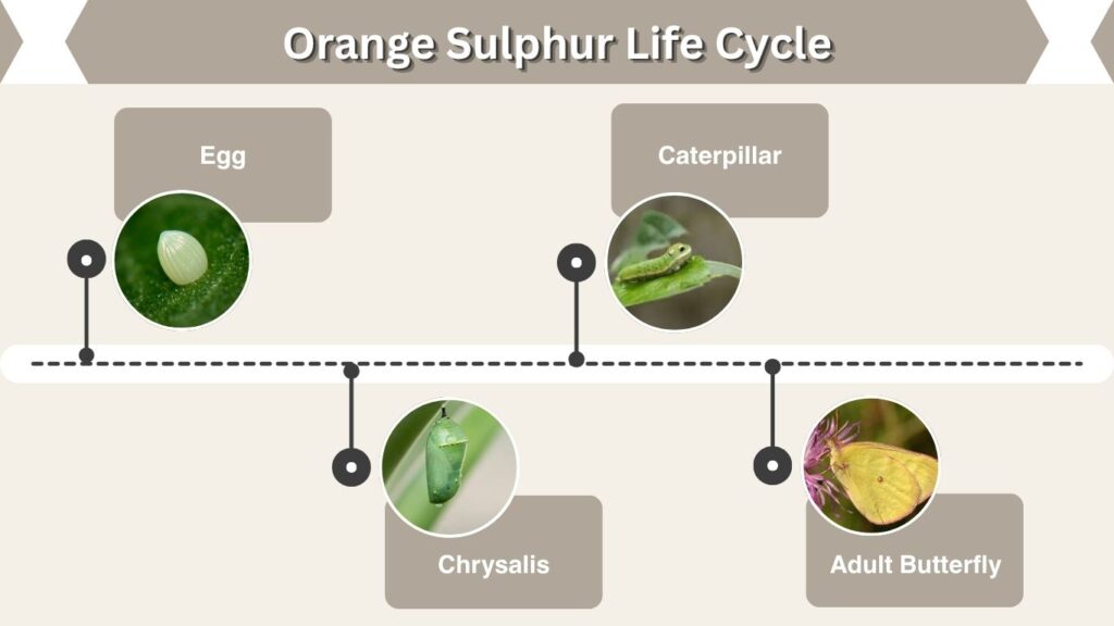 Orange Sulphur Life Cycle