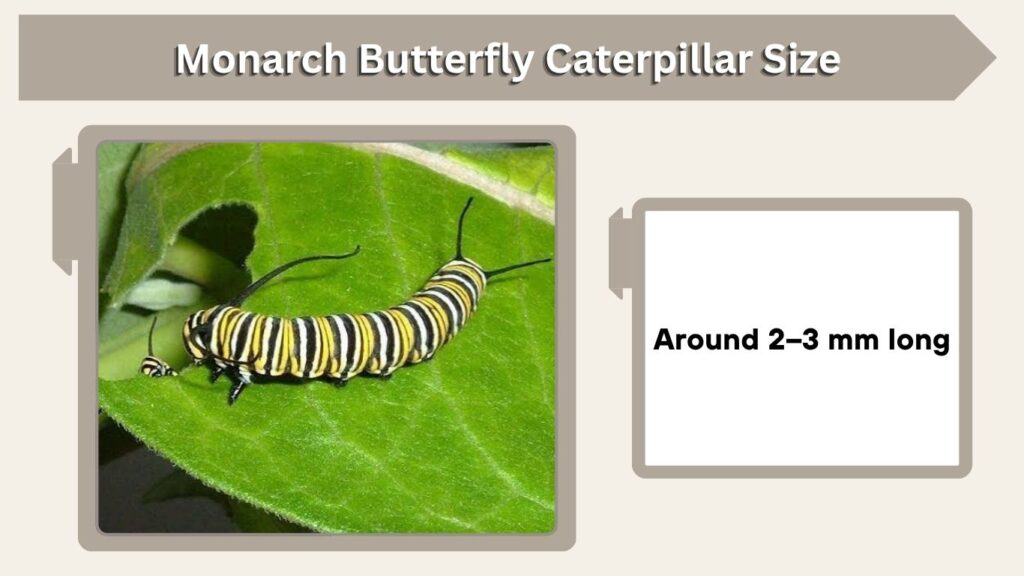 Monarch Butterfly Caterpillar Size