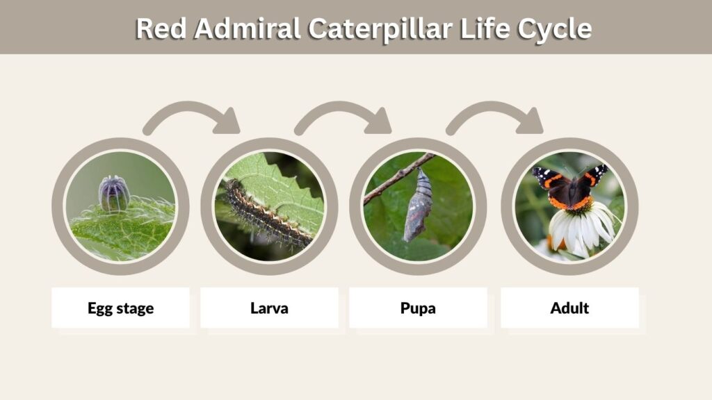 Red Admiral Caterpillar Life Cycle