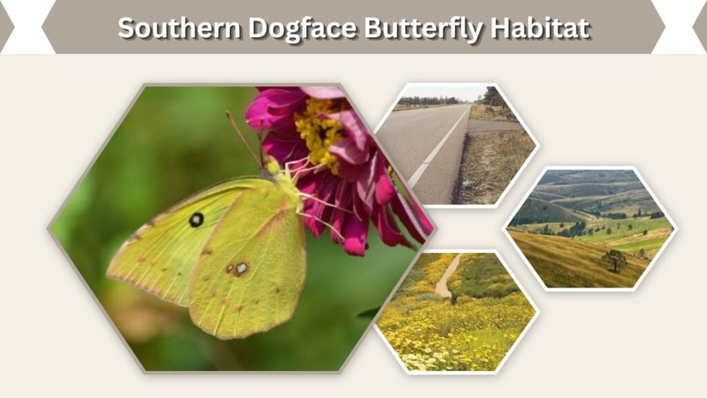 Southern Dogface Butterfly Habitat
