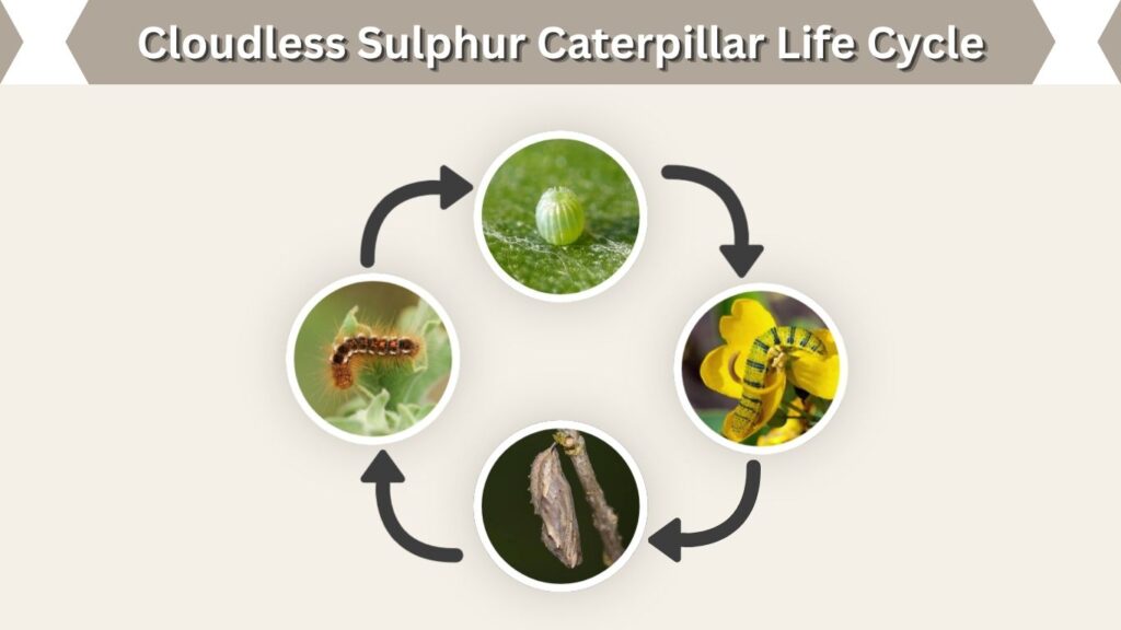 Cloudless Sulphur Caterpillar Life Cycle