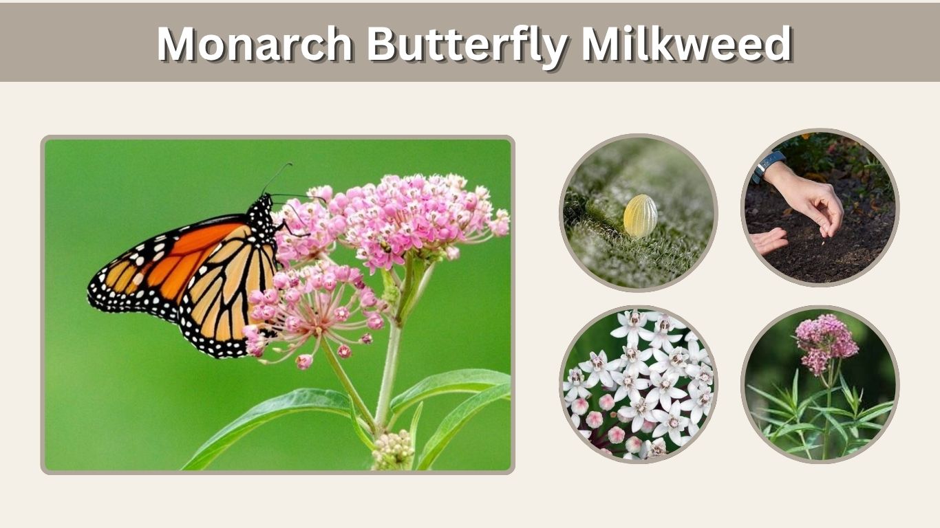 Monarch Butterfly Milkweed: Plants, Eggs & Caterpillars