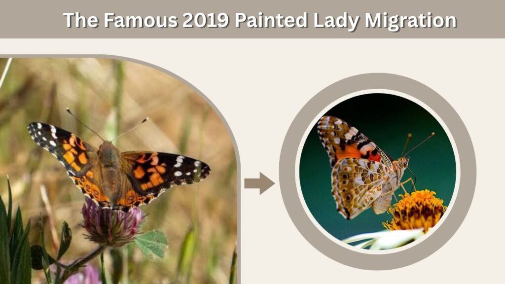 The Famous 2019 Painted Lady Migration