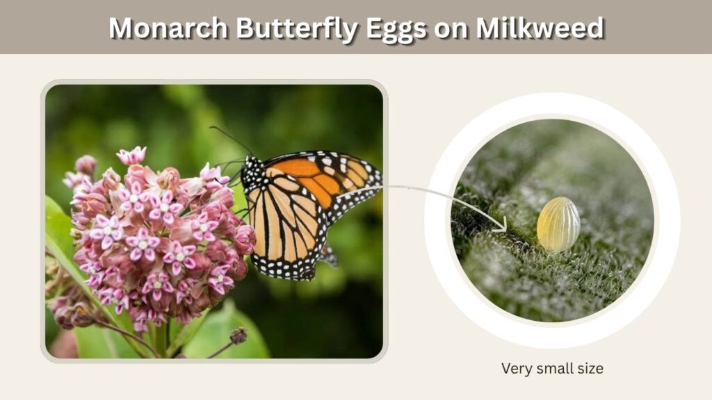 Monarch Butterfly Eggs on Milkweed