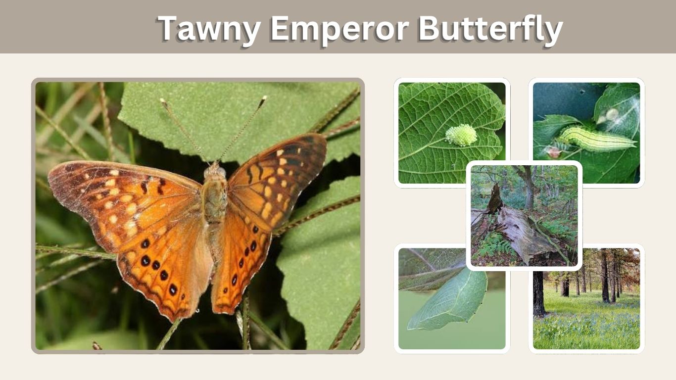 Tawny Emperor Butterfly: Caterpillar, Habitat & Life Cycle