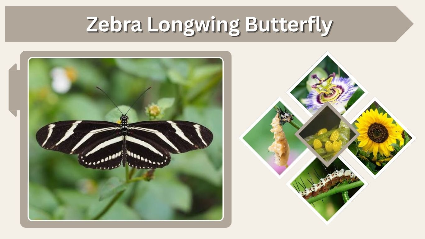 Zebra Longwing Butterfly: Caterpillar, Host Plant & Facts
