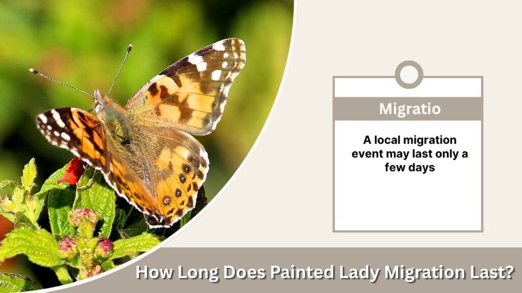 How Long Does Painted Lady Migration Last?