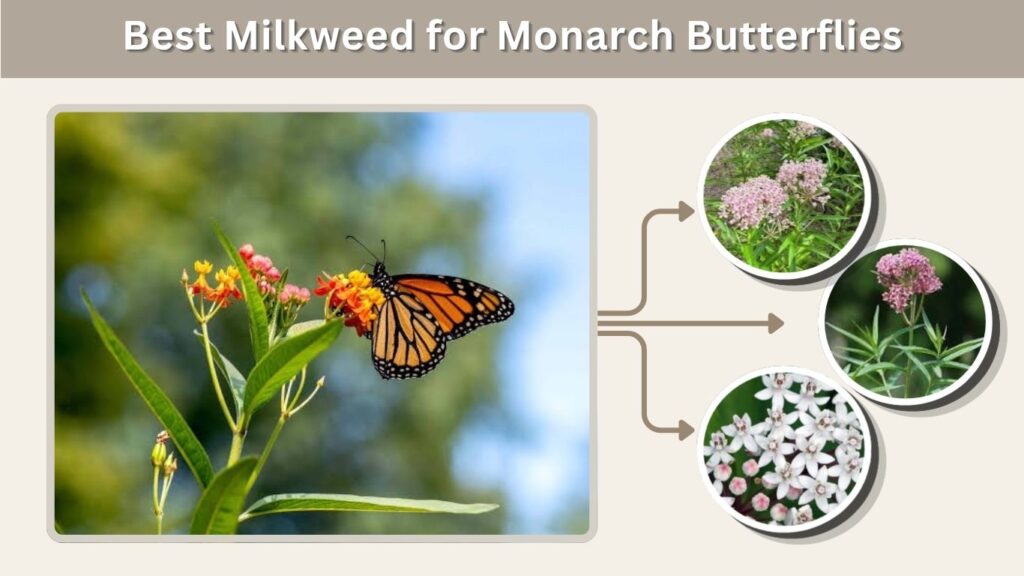 Best Milkweed for Monarch Butterflies