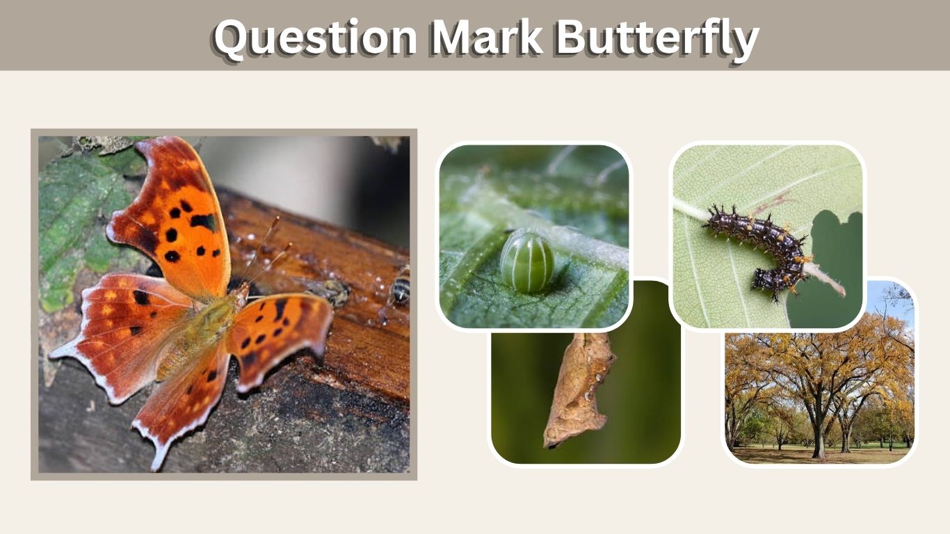 Question Mark Butterfly: Identification, Habitat, and Life Cycle