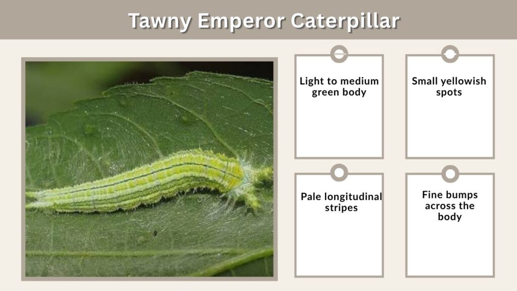 Tawny Emperor Caterpillar