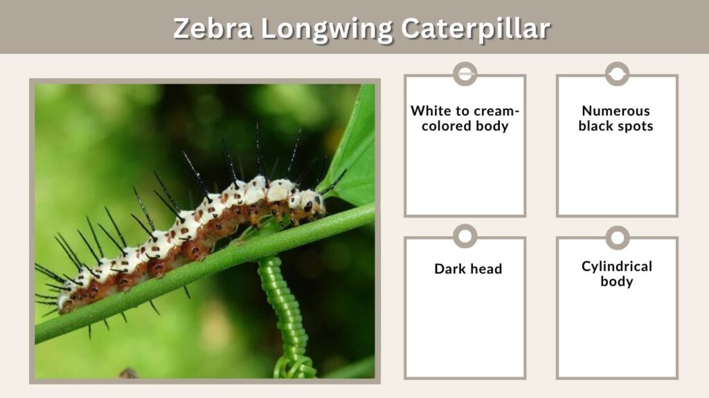 Zebra Longwing Caterpillar